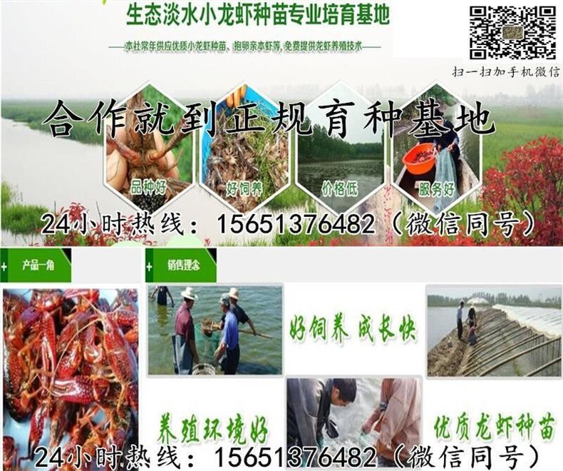 犍为县淡水龙虾苗价格行情--小龙虾幼苗价格 犍为县淡水龙虾苗价格行情--小龙虾幼苗价格