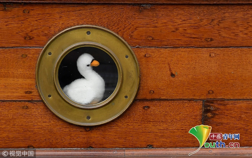 英国天鹅迎来年度人口普查 已有800年历史