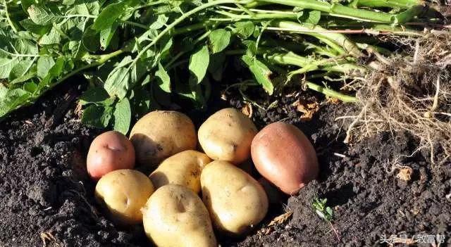 马铃薯新品种,亩产超过1万元