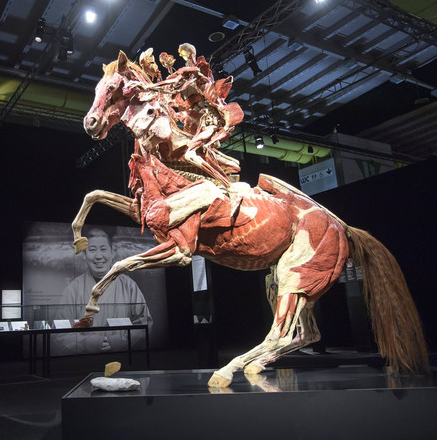 当地时间2017年9月20日，瑞士日内瓦，人体世界—生命的轮回展览在当地举行，游客观看塑化后的人体标本。