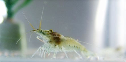 钓翘嘴用什么饵料好?不同钓法用不同饵料