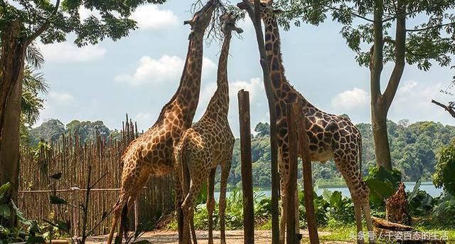 东南亚旅游新加坡自由行景点推荐(附攻略),值得