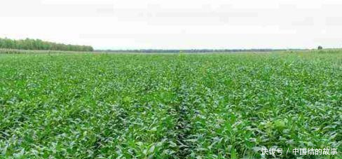 如何种植大豆 t01b0c6539c0e31788b.bmp?size=488x227