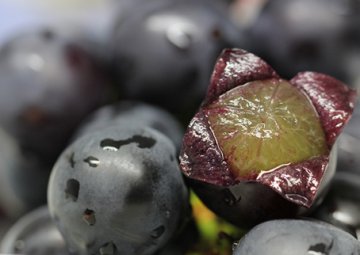 如何用面粉洗葡萄 面粉洗葡萄的正确方法