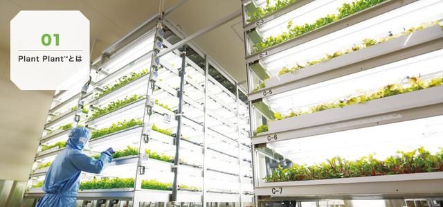 继丁磊养猪之后,刘强东也去种菜了,你们来感受