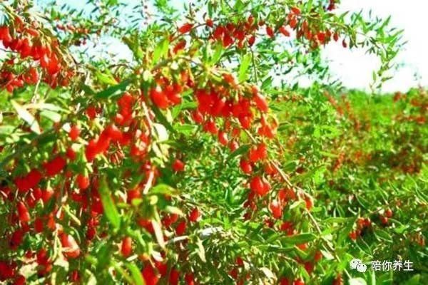 晚上吃枸杞才能发挥最大功效吗 枸杞的功效怎