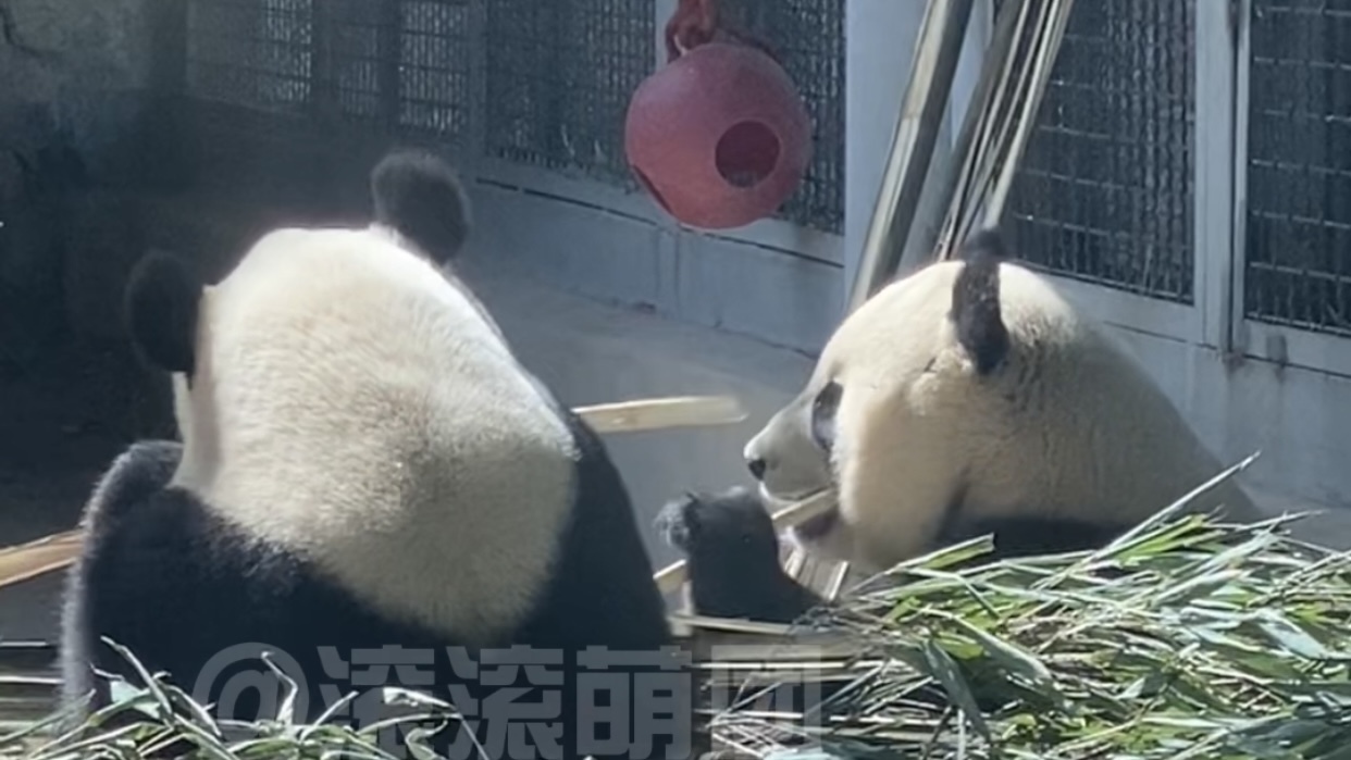 北动国宝双胞胎姐妹日常，萌宝萌玉的友爱瞬间。