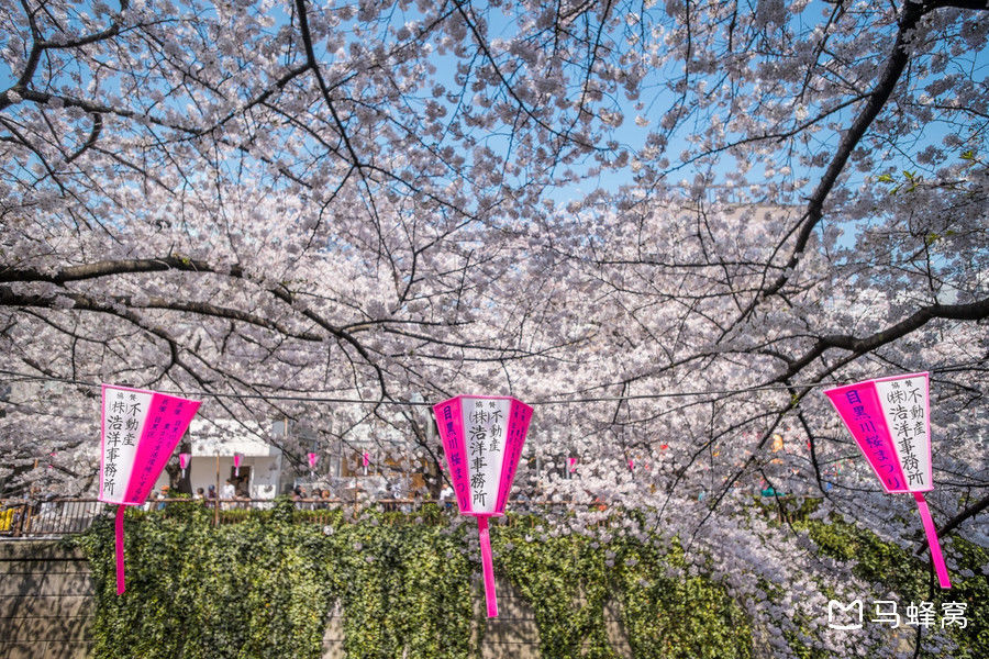 2018日本东京樱花什么时候开,2018东京樱花开放时间