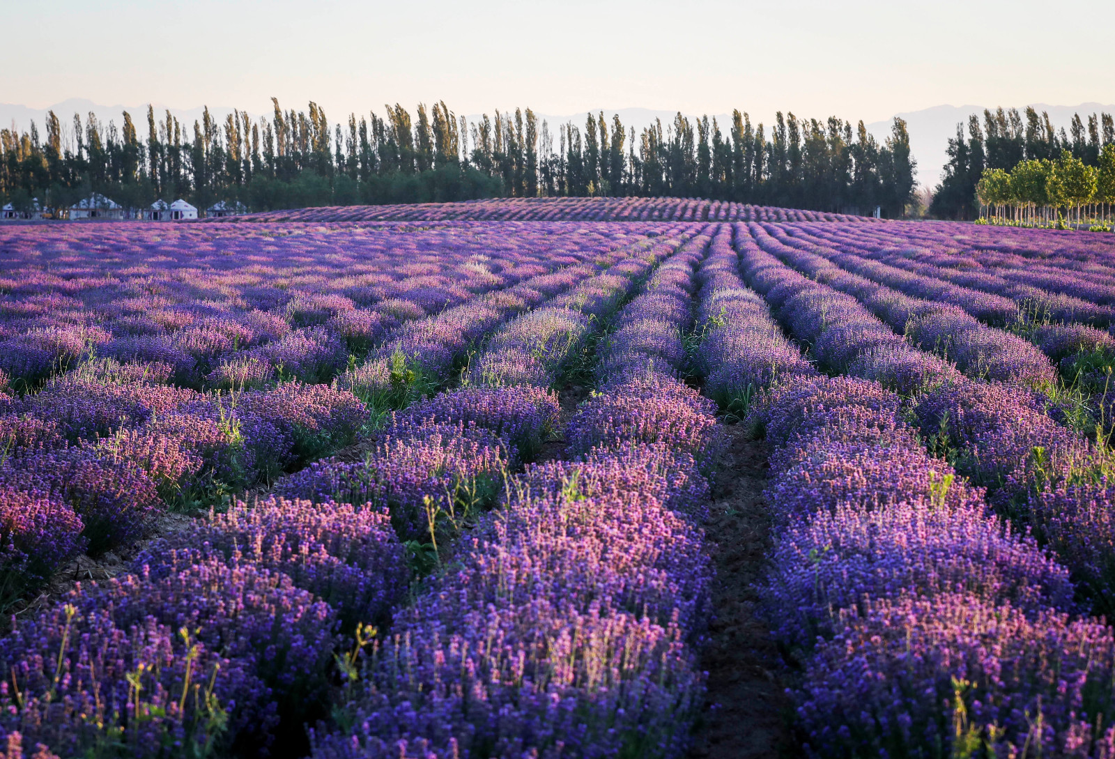 晨曦中的新疆伊犁薰衣草花田(6月28日摄).