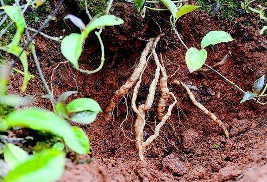 在大山深处的野生植物根,强肾助阳效用强,老中医让价钱提升数倍