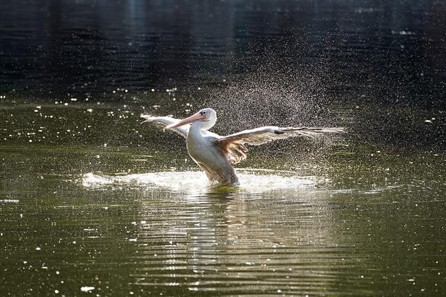 不破 东芝存储极至超速SDXC UHS-II存储卡评
