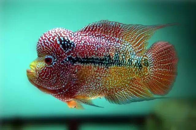 家居水景丨刚买的新鱼如何入缸才能确保不死呢