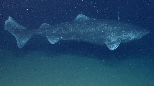 《科学》杂志8月11日发布的消息说,格陵兰鲨鱼成为地球上最长寿的动物