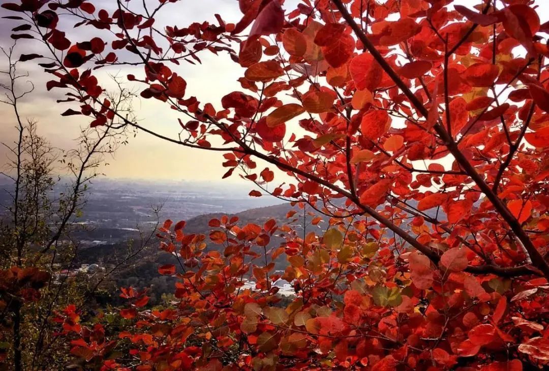 秋遊香山:賞紅葉,傳承紅色革命精神!