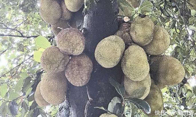 为啥印度菠萝蜜这么便宜,一个只要30元,切开以