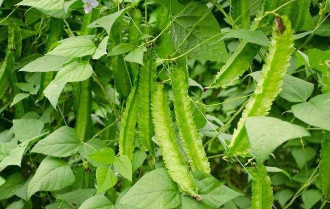 这个比较常见,有知道的朋友吗?它的学名叫四棱豆,它清炒,干煸都可以