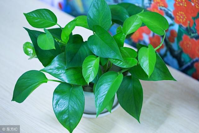 绿萝换盆,绿萝用什么花盆好