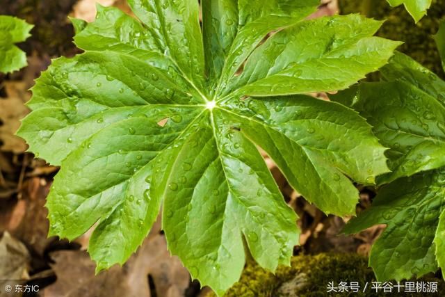 农村三大抗癌植物,估计很多人却不知道吧?