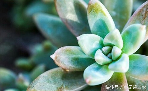 多肉植物多长时间浇一次水比较合适?来看看这