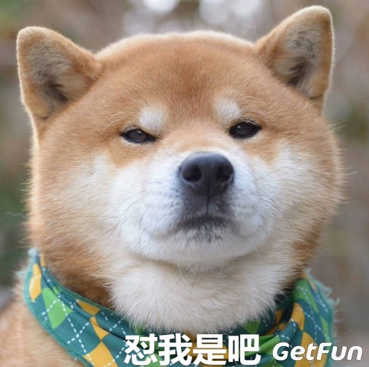 太可爱了!一只七岁的柴犬凭丰富表情 活成了一个行走的表情包