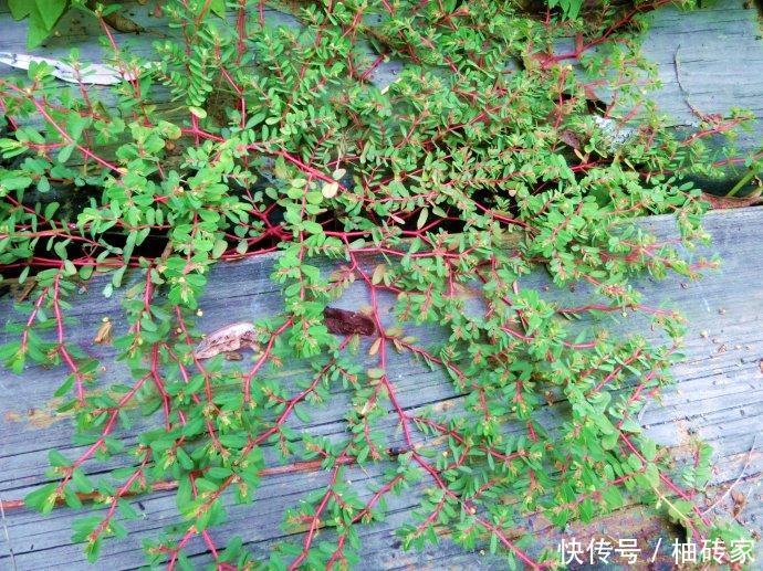 农村这野草,古人称为"五行草",农民恨它,殊不知是天然抗生素