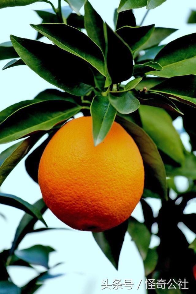 湖北秭归:家庭农场种脐橙年收入百万 观光采摘