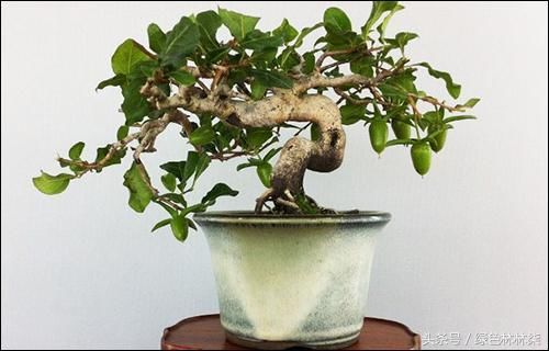 不要被 老鴉柿 的名字騙啦 老鴉柿盆景可美了 雪花新闻 不要被 老鴉柿 的名字騙啦 老鴉柿盆景可美了 雪花新闻