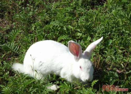 国家扶持的养殖项目有哪些?农村养殖业什么最