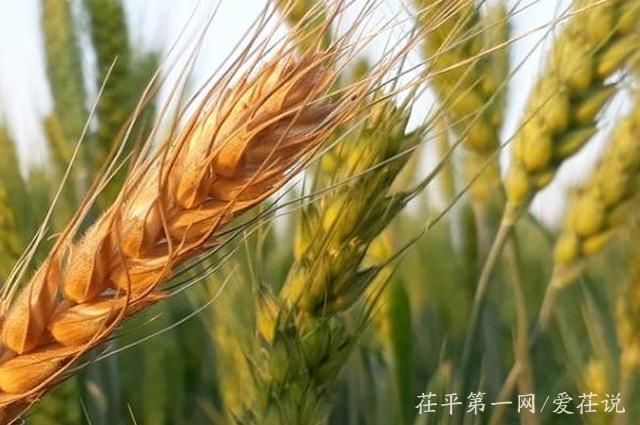 山东2018调整小麦保险政策第一年,你家减产的