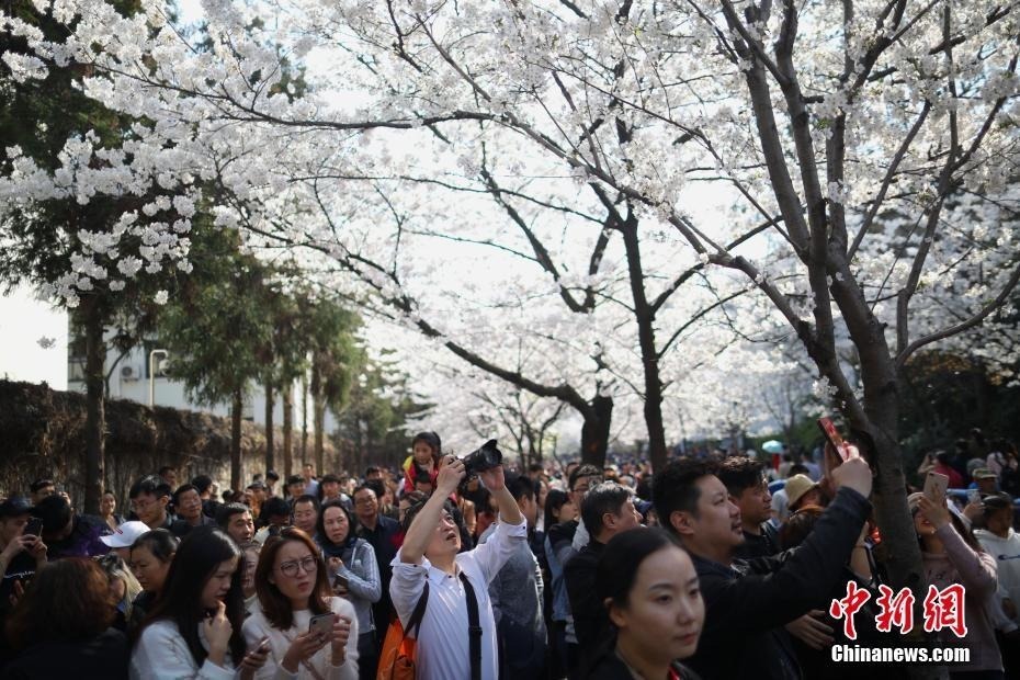 3月25日，游客在南京鸡鸣古刹门前的樱花大道上赏花拍照。近日，南京鸡鸣寺路两旁的樱花进入盛花期，吸引众多游人前来赏花。中新社记者泱波摄