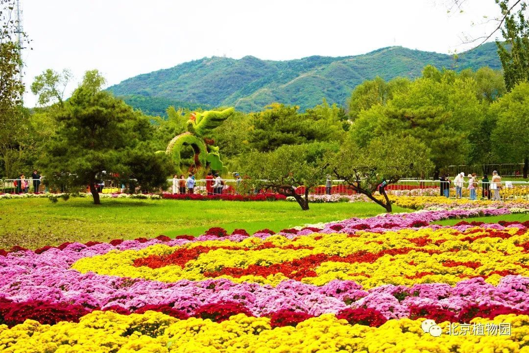 秋菊有佳色植物园花海邀您赏 秋菊有佳色植物园花海邀您赏