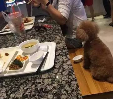大妈用餐厅盘子喂狗：给狗儿子吃好点