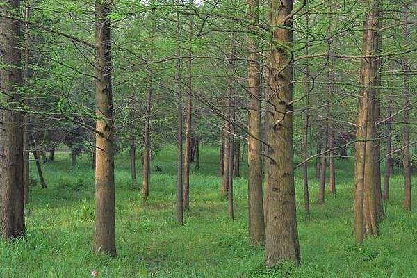 恩施检察机关补植复绿机制显成效