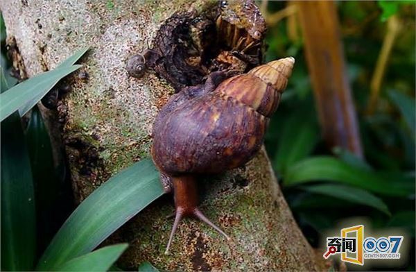 还在以为蜗牛是食素的可爱动物?看完这几张相片后不淡定了.
