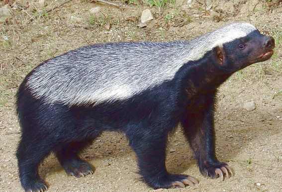 无论是蟒蛇还是毒蛇,只要遇到它,结局都是一样的