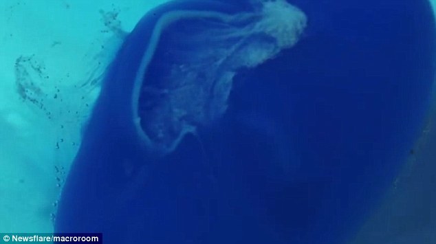 根据著名的默克手册描述，这种药片上的外层薄膜的作用是控制药物被服用之后，药片在人体内溶解并起效的时间。