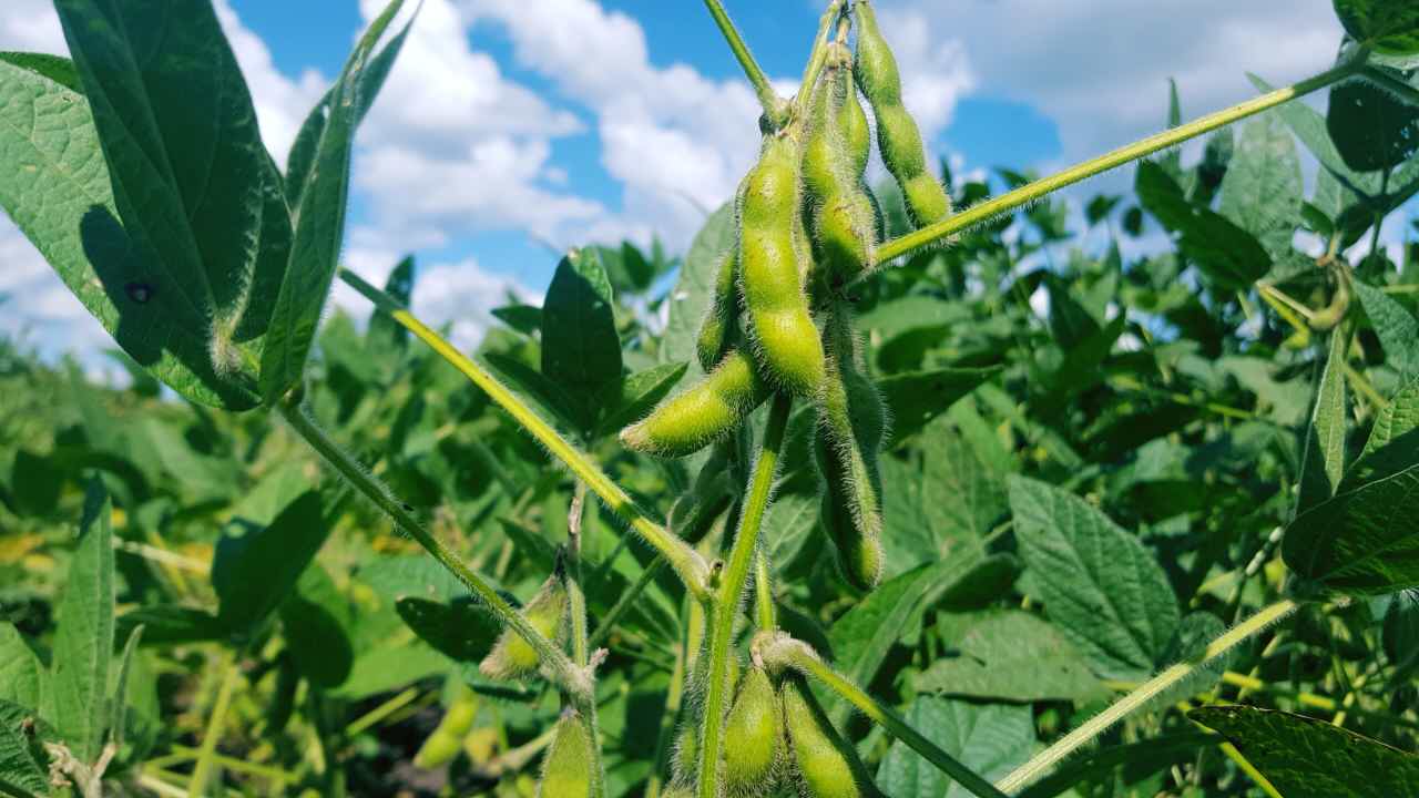 【网络媒体黑龙江九三行】从田间、车间到舌尖，九三产品实现全产...