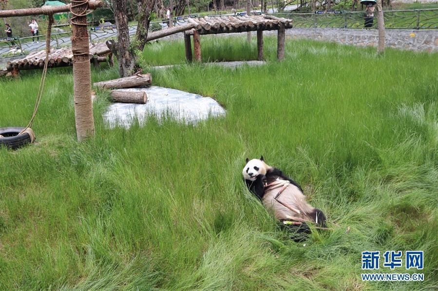 在位于四川省阿坝藏族羌族自治州的九寨沟大熊猫园拍摄的大熊猫(6月19日摄)。