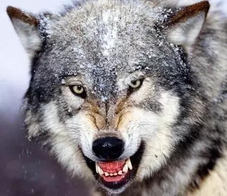 狼行千里吃肉,马行千里吃草