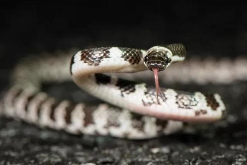 探访浙江天目山,寻找那里的两栖爬行类