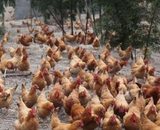 只有高中学历的他,养鸡的创业过程让人心疼