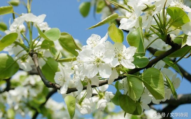 千树万树梨花开 36首含有梨花的诗句,一起欣赏