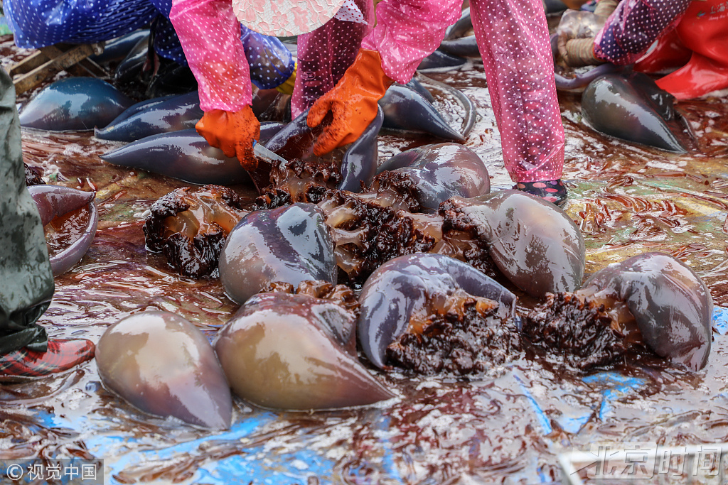 2018年7月8日,辽宁丹东。海蜇捕捞季。椅圈镇一海水养殖区,渔民对刚刚捞上来的海蜇进行分割处理。