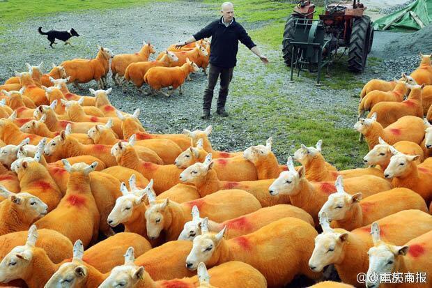 男子为防止羊被盗 将800只羊喷成橙色