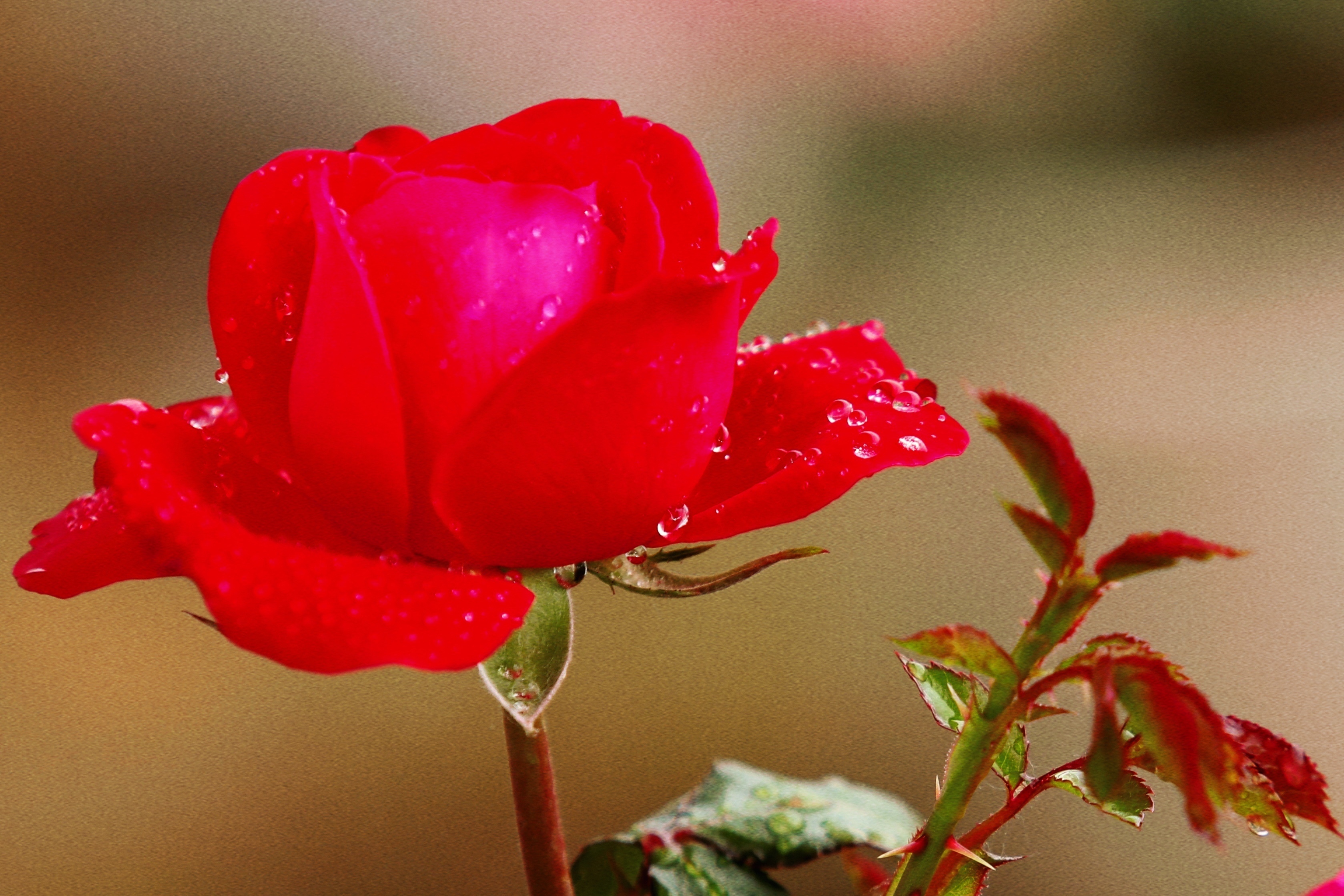 红艳艳的“初心”献给你! 红艳艳的“初心”献给你!