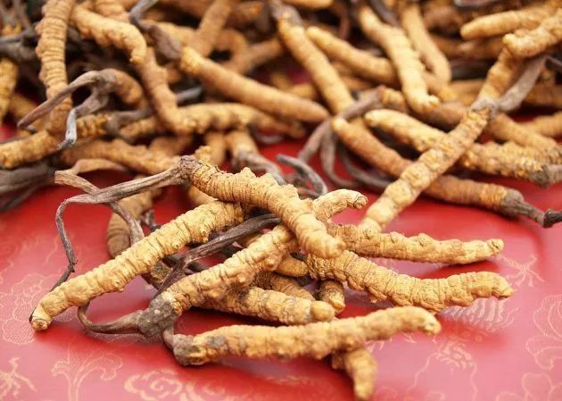 冬虫夏草是本世纪最大谎言?非也 冬虫夏草临床