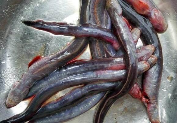 鲜鲈鱼,狼鱼条也只能算路边货,但是它却是做鲜鱼汤的绝佳食材,什么鲫