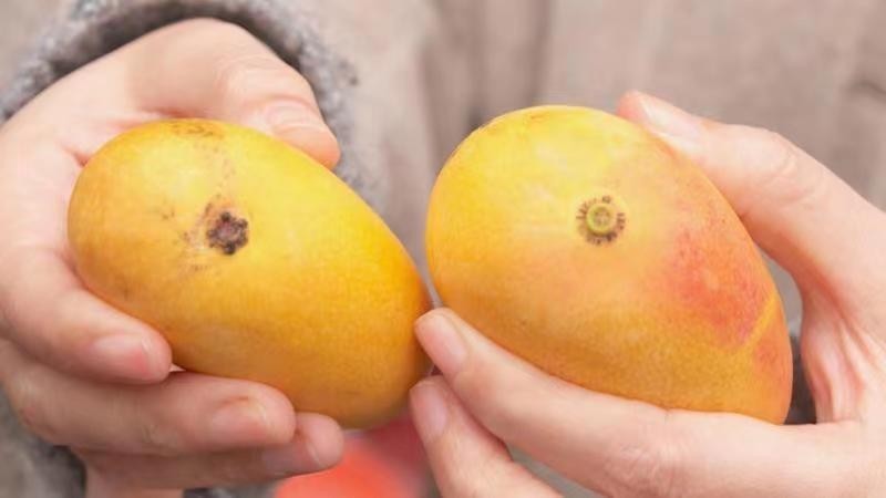 看外表 找果蒂 手把手教您巧挑芒果 看外表 找果蒂 手把手教您巧挑芒果