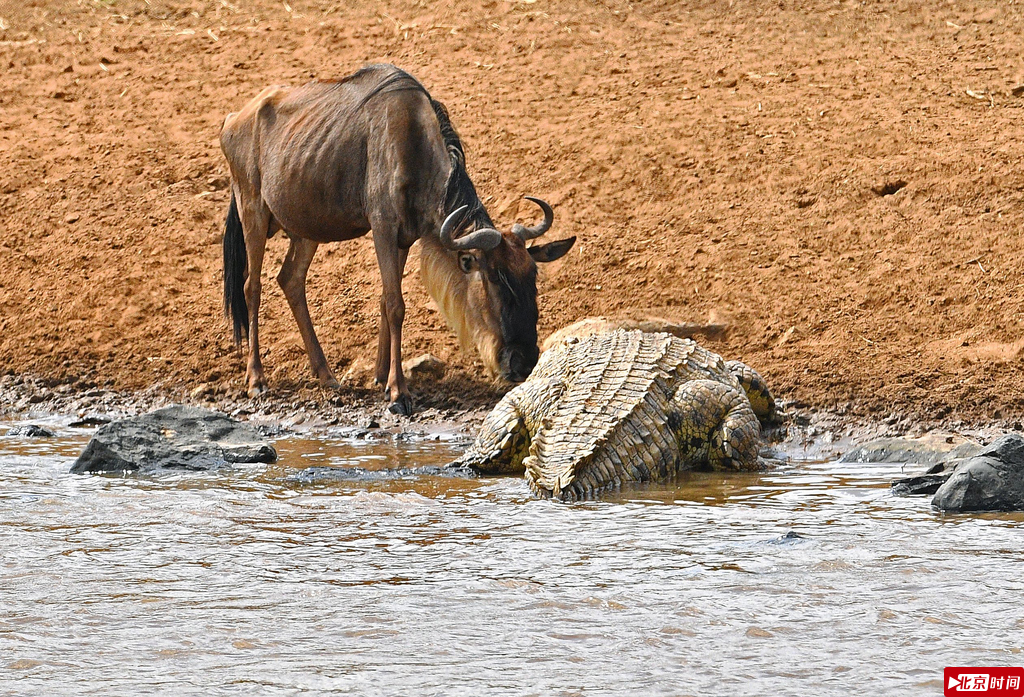 肯尼亚马赛马拉野生动物保护区迎来一年一度的角马迁徙。
