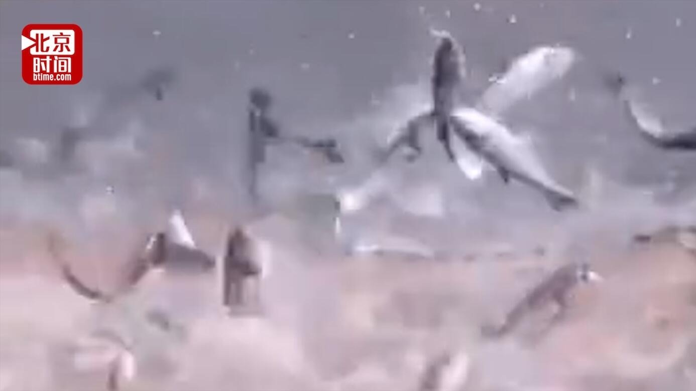 罕见！温州一村庄现漫天飞鱼奇观 农业局释疑：淡水鱼回游时搁浅